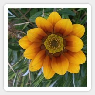 Yellow flower of rotorua nz Sticker